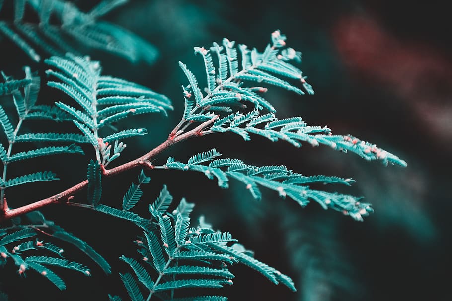 Closeup Photography of Green Leafed Plant, blurred background HD wallpaper