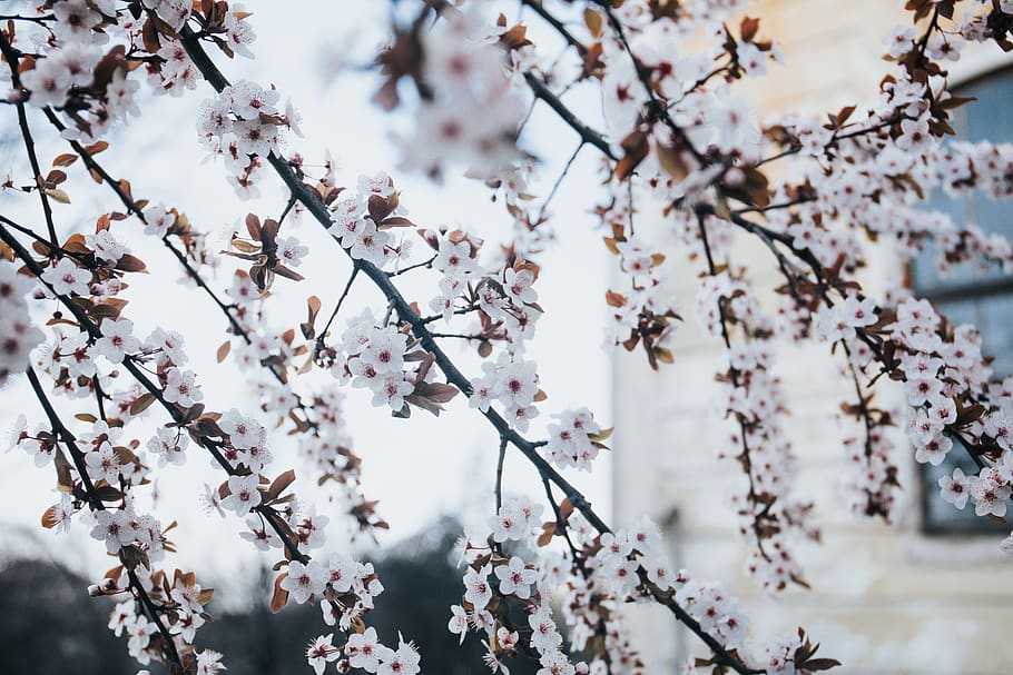White flowers growing on tree branches., bloom, cherry blossom HD wallpaper