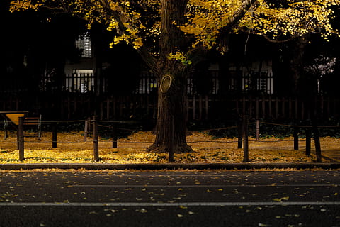 empty side walk with fallen leaves, asphalt, tarmac, tree, plant HD wallpaper