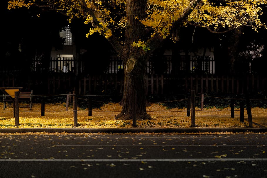 empty side walk with fallen leaves, asphalt, tarmac, tree, plant HD wallpaper