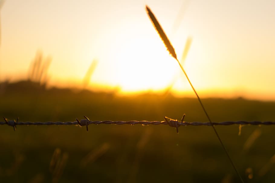 barbwire, fence, sunset, field, nature, security, protection HD wallpaper