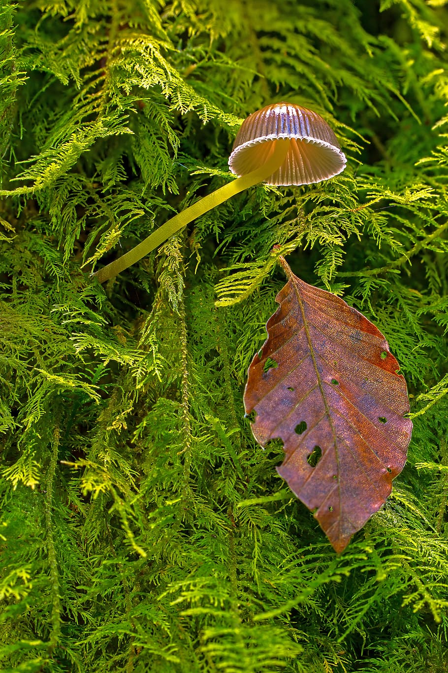 mushroom, moss, small mushroom, leaf, leaves, forest, autumn, HD wallpaper