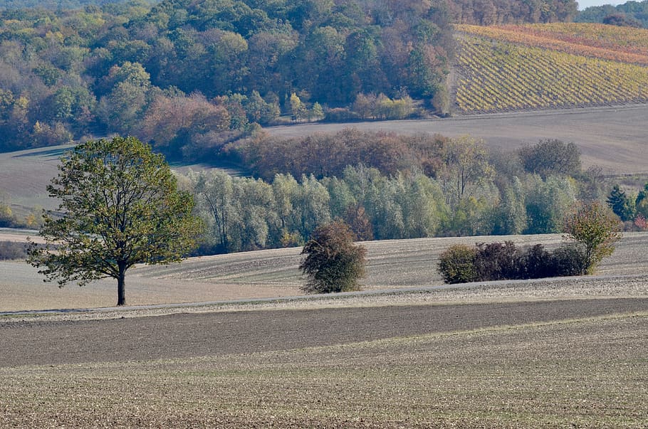 tree, field, nature, landscape, rural, autumn, harvest, harvested HD wallpaper