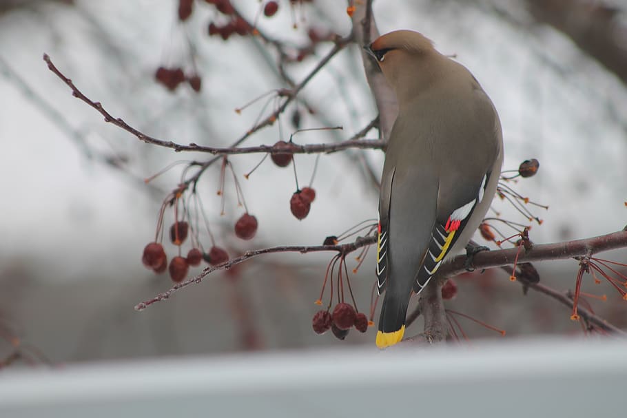 bird, tree, nature, color, plumage, pen, tit, berries, beak HD wallpaper