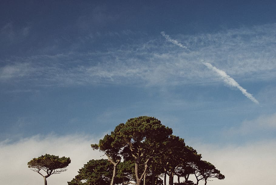 Trees and the sky, background, blue, cornwall, england, happiness HD wallpaper