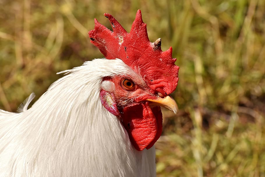 hahn, poultry, plumage, feather, farm animal, animal world HD wallpaper