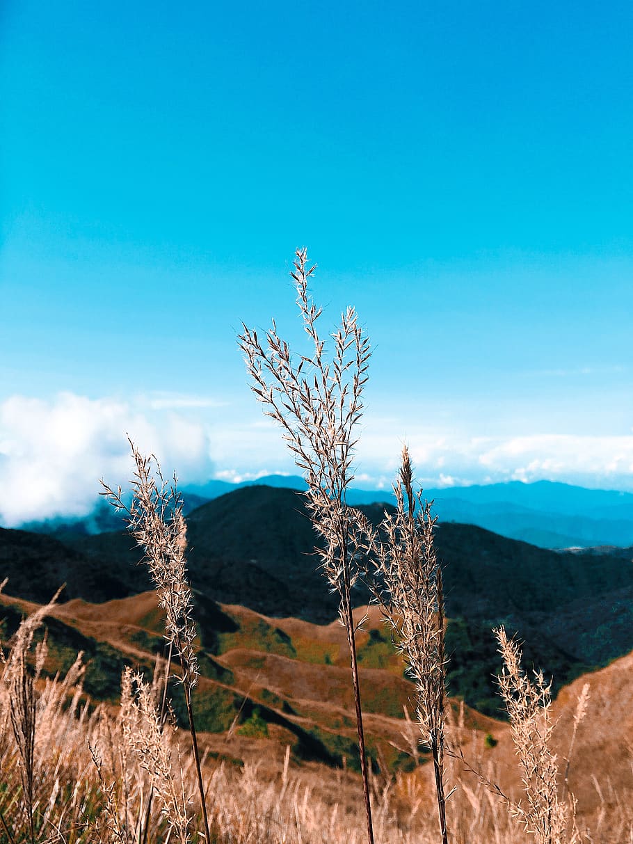 Focus Photo of Brown Plants on Mountain Range, bright, clouds HD wallpaper