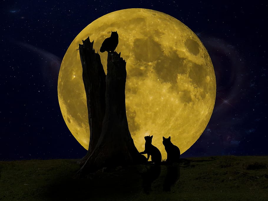 night, tree, full, moon, nature, dark, owl, bird, cat, animal HD wallpaper