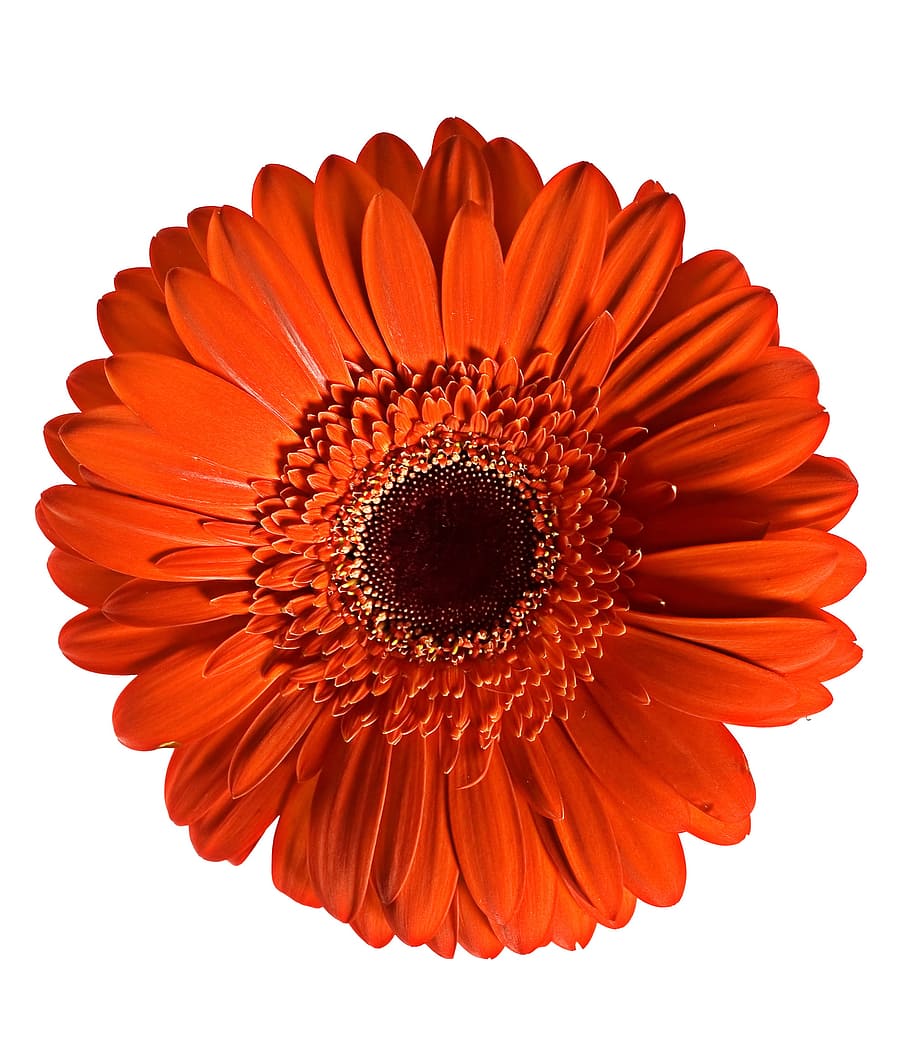 red, gerbera, flower, background, white, closeup, isolated HD wallpaper