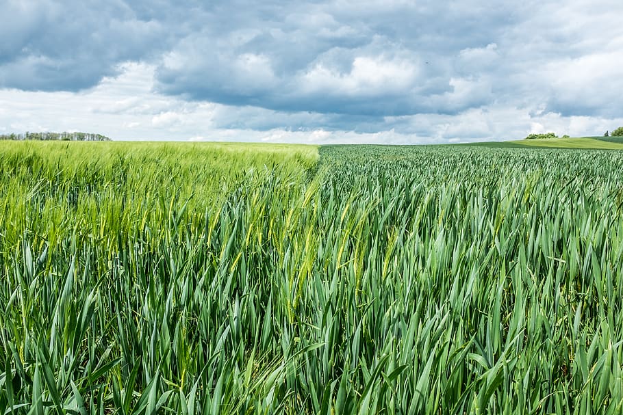 germany, land, field, plant, growth, landscape, cloud - sky HD wallpaper