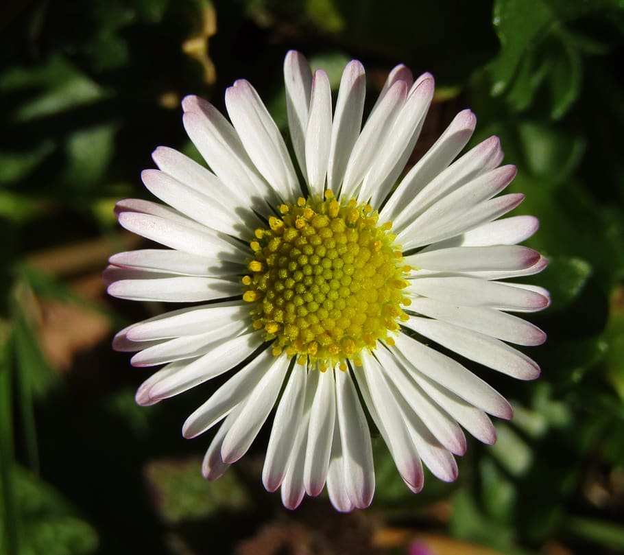marie flower, daisy, small, blossom, bloom, white, joy, sun, HD wallpaper