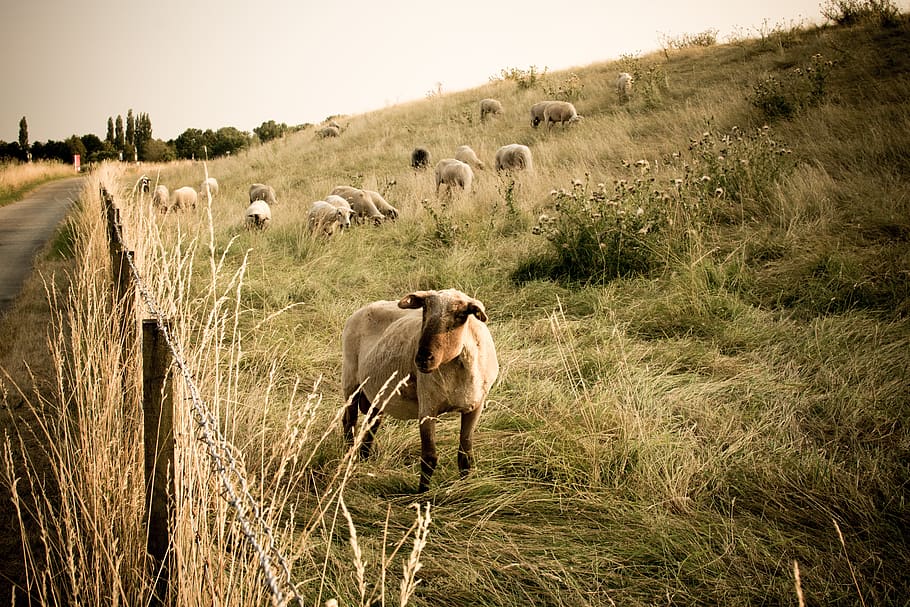 sheep, animals, flock, meadow, lamb, landscape, cattle, pasture HD wallpaper