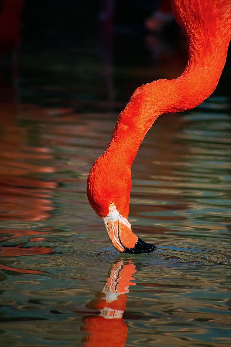 orange flamingo, animal themes, animals in the wild, one animal HD wallpaper