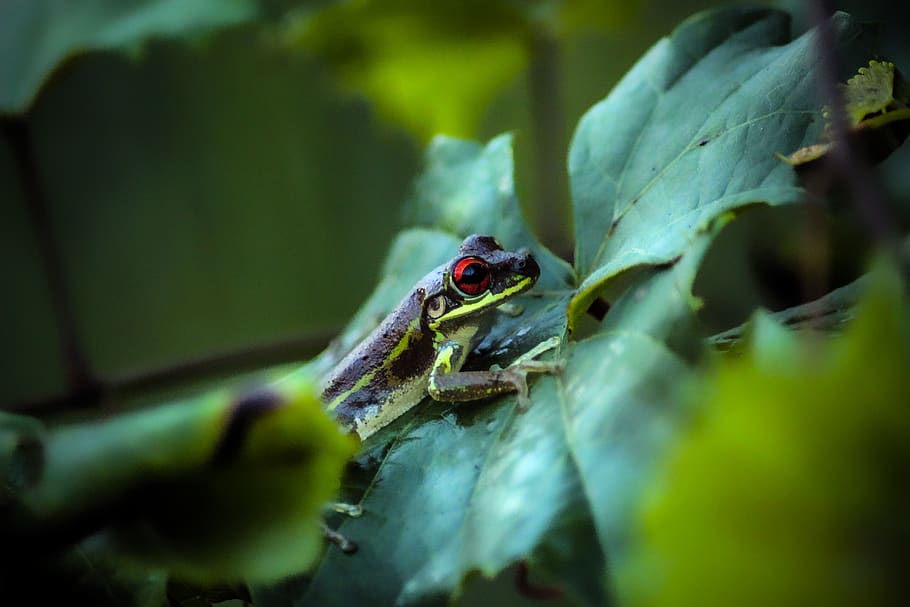 frog, toad, reptile, animals, pond, amphibians, green, eyes HD wallpaper