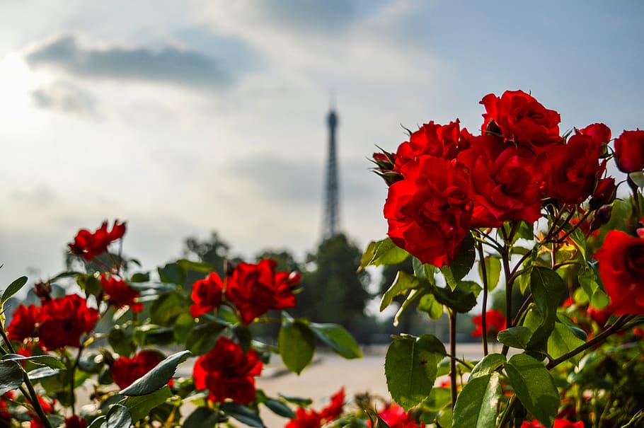 Red Flowers Photography, beautiful, blooming, bright, bud, color HD wallpaper