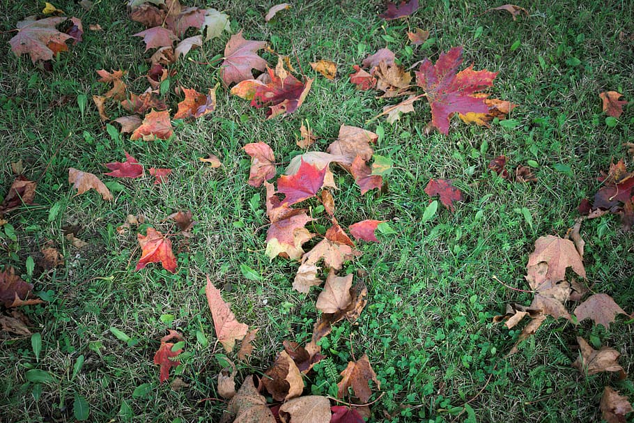 estonia, spring, leaves, fallen, colorful, grass, plant, field HD wallpaper