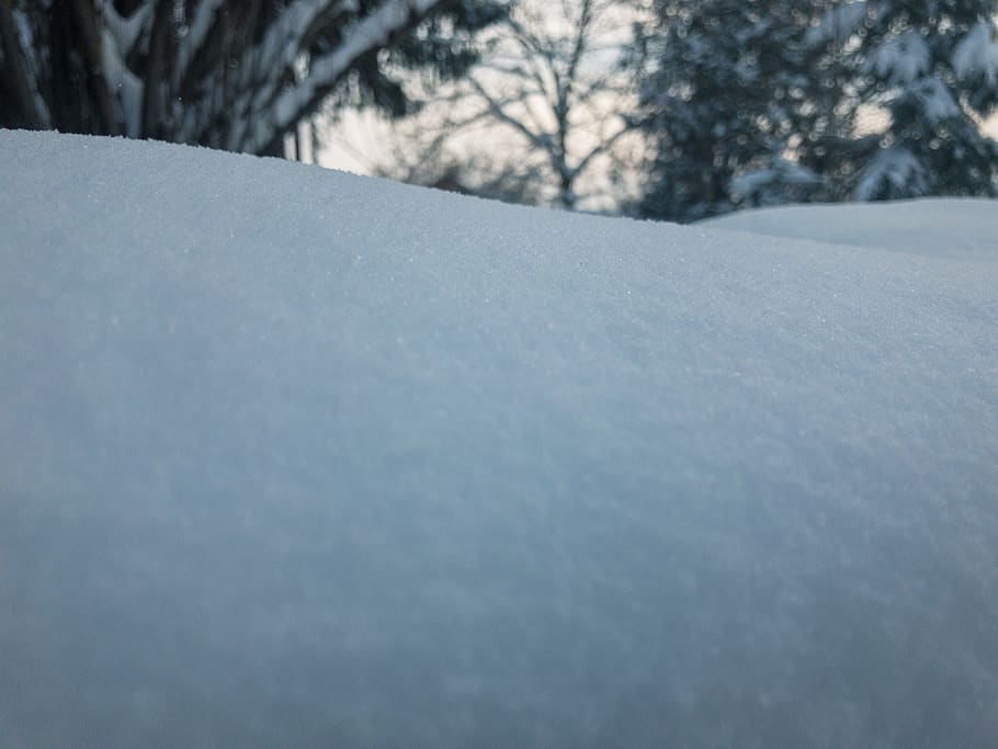 outside, nature, white, bokeh, closeup, background, trees, point of view HD wallpaper