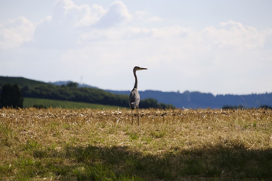 heron, grey heron, bird, eastern, water bird, wild, nature HD wallpaper