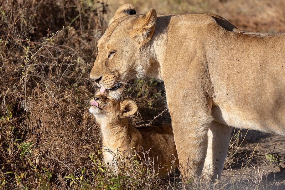 lioness standing, animal themes, group of animals, mammal, animal wildlife HD wallpaper