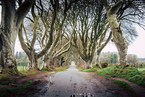 empty walkway between bare tress, tree, plant, tree trunk, road HD wallpaper