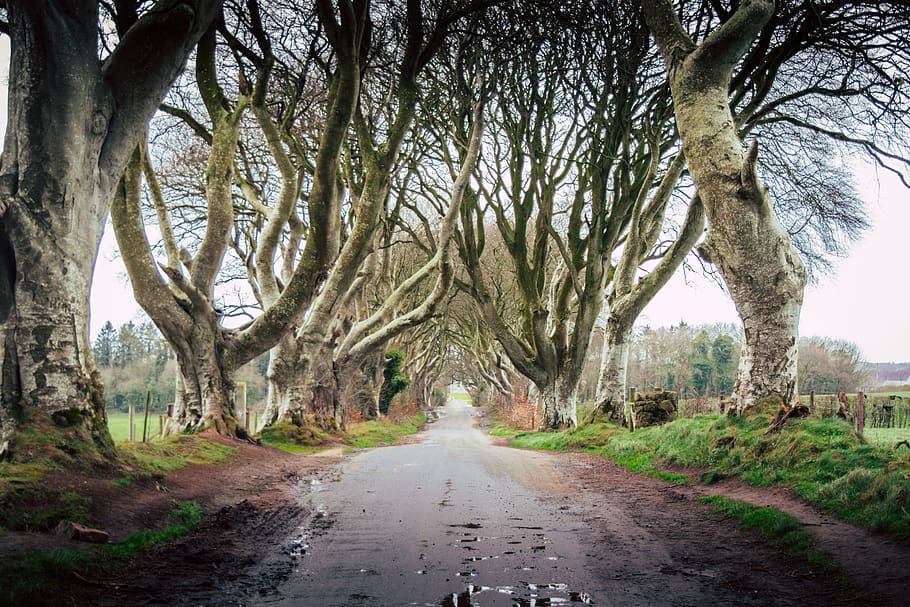empty walkway between bare tress, tree, plant, tree trunk, road HD wallpaper