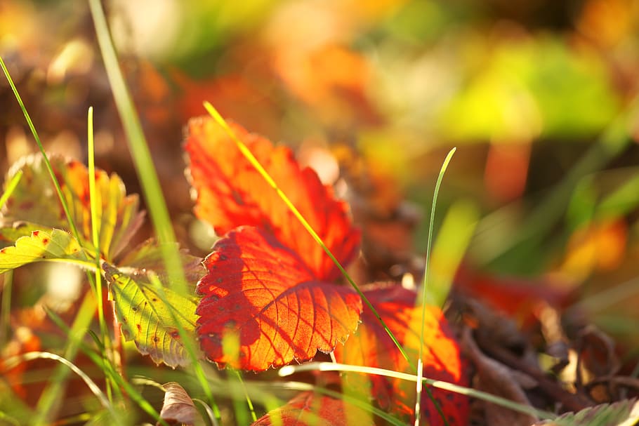 nature, leaves, leaf, grass, green, fall, autumn, plant part HD wallpaper