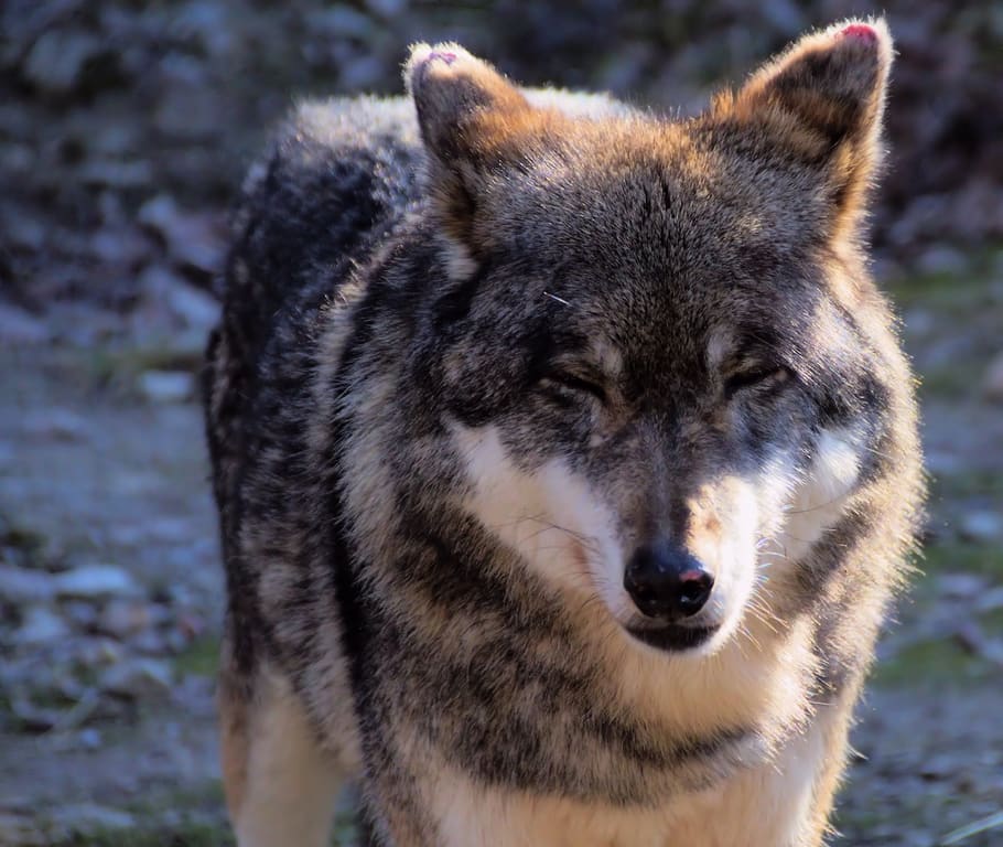 wolf, beast, psovitá, predator, mammal, animal, nature, close up HD wallpaper