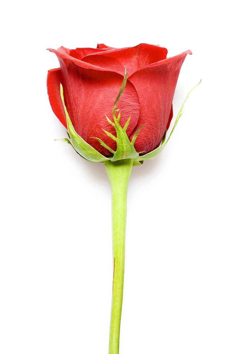 rose, red, white, flores, closeup, isolated, decoration, bud HD wallpaper