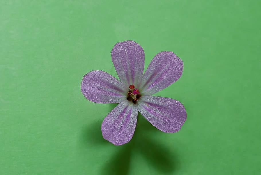 macro, flower, pink, violet, close up, nature, plants, petals HD wallpaper