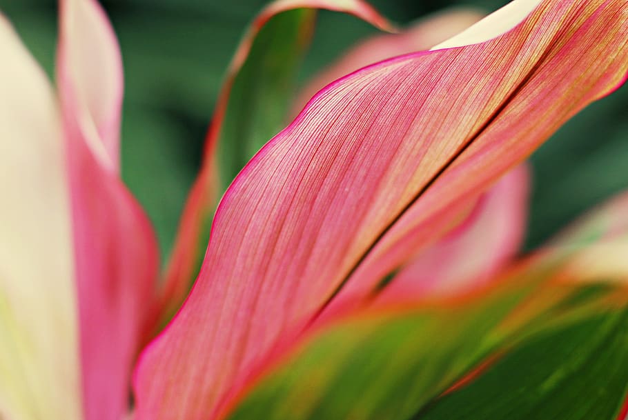 pink-petaled flower, plant, blossom, botanical garden, australia HD wallpaper