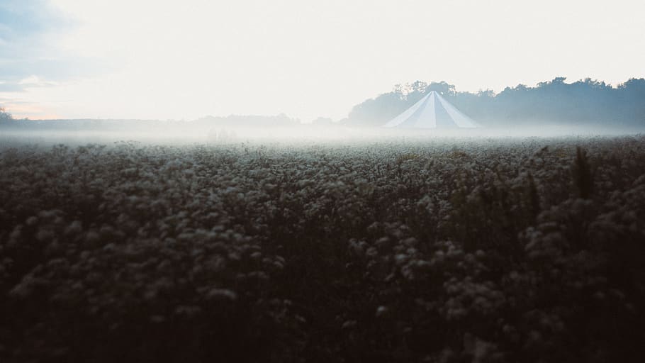 green grass field, fog, outdoor, festival, nature, weather, outdoors HD wallpaper