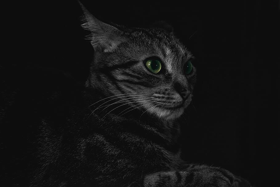 cat, animal, kitten, cute, eyes, whiskers, black and white HD wallpaper