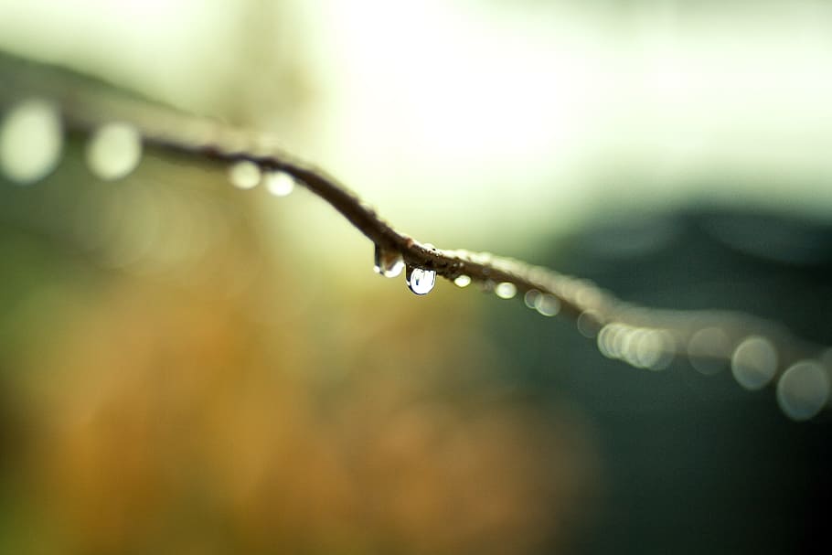 Water Droplets on Plant Branch in Tilt Shift Lens Photography HD wallpaper