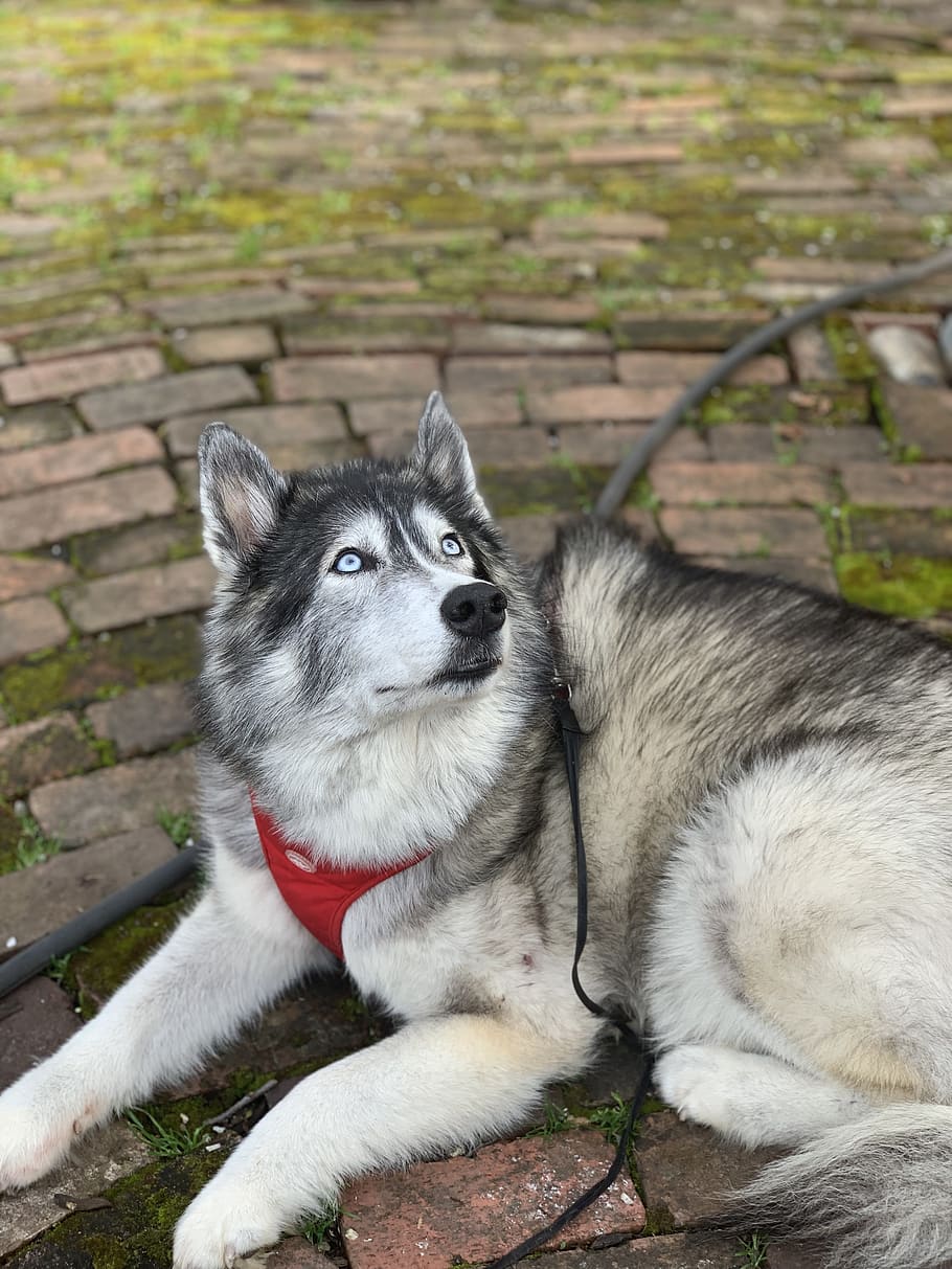 husky, friendly, silly, dog, funny, pretty, blue eyes, sit, HD wallpaper