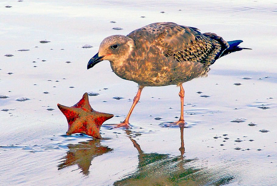 united states, carmel-by-the-sea, beach, seagull, moment, fall, HD wallpaper