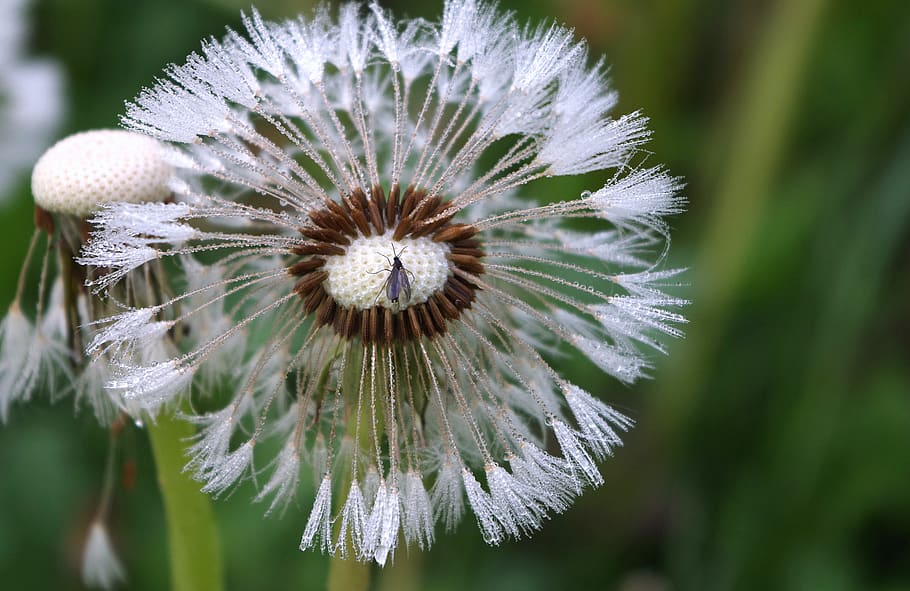 dandelion, morgentau, insect, drip, dewdrop, close up, flying seeds HD wallpaper
