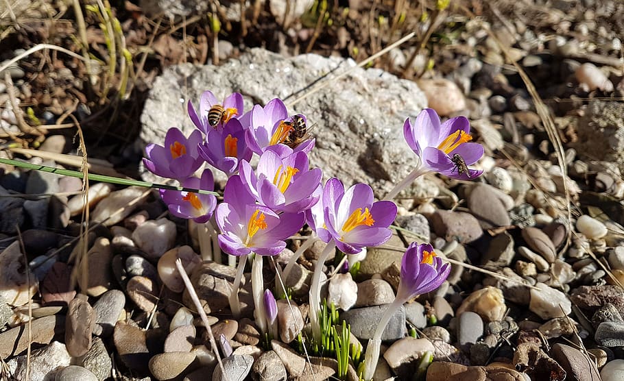 flowers, spring, nature, bloom, flowering plant, crocus, fragility HD wallpaper
