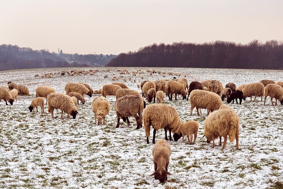 sheep, animals, lamb, wool, nature, farm, cattle, agriculture HD wallpaper