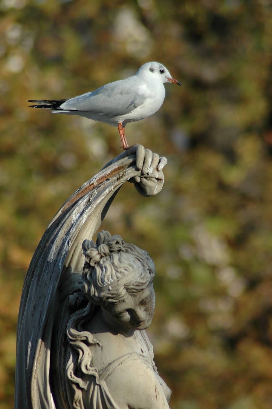seagull, bird, statue, pierre, trees, nature, flight, wings HD wallpaper