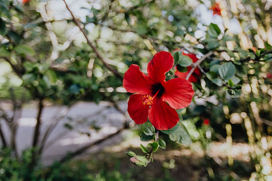 A red hibiscus flowers, Portugal, bloom, blooming, floral, blossom