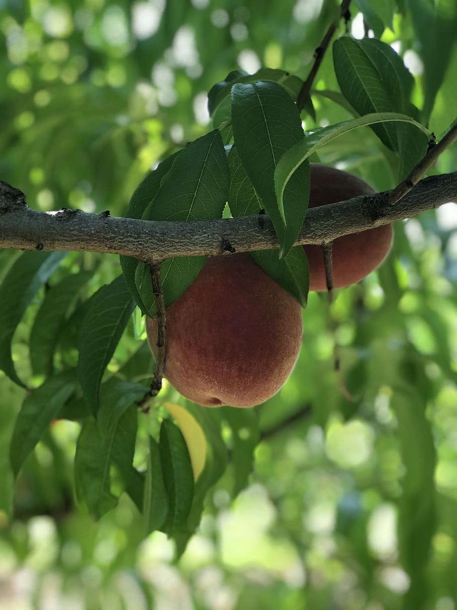 peach, peach tree, fruit, fruit tree, leaves, summer, orchard HD wallpaper