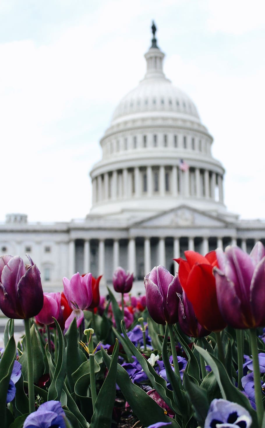 Washington DC landmark, flower, architecture, flowering plant HD wallpaper