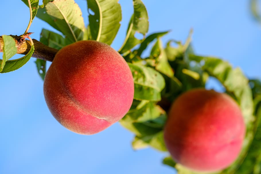 peaches, fruit, stone fruit, vitamins, healthy, sweet, sugar HD wallpaper