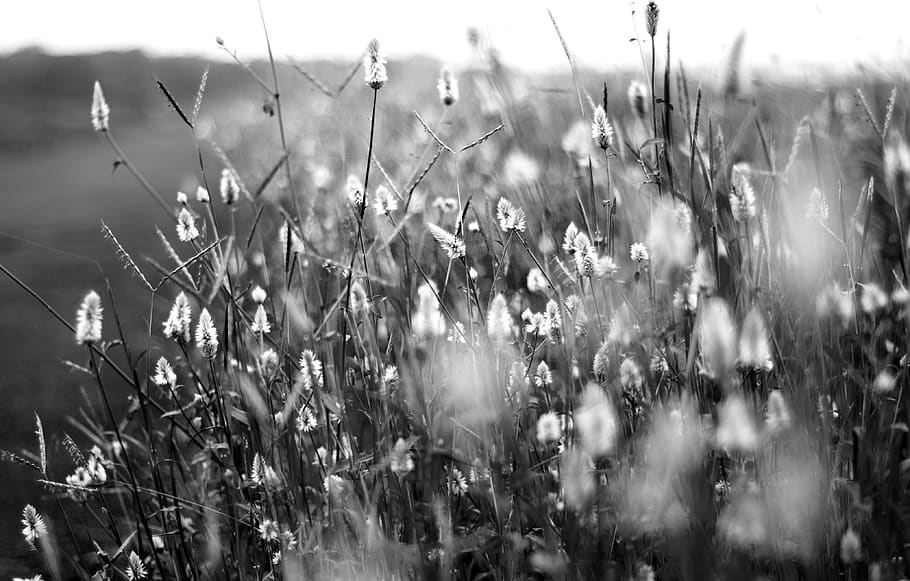 Grayscale Photography of Flower Field, black and white, blur, HD wallpaper