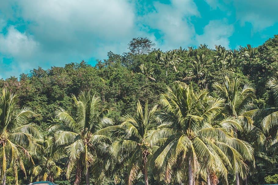 trees, forest, mountain, summer, sky, plant, growth, palm tree HD wallpaper