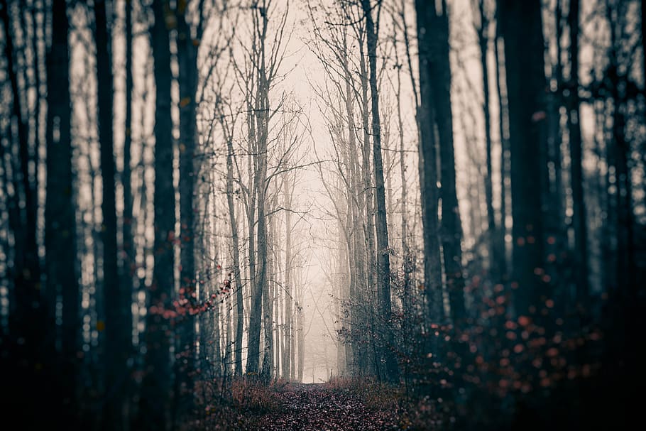 Hd Wallpaper Cryptically Gloomy Mystery Forest Mysterious The Fog Forests Wallpaper Flare