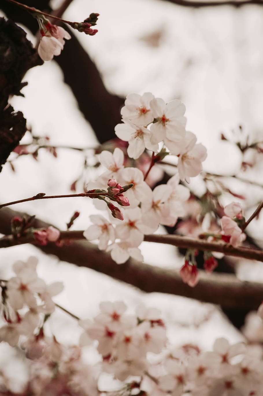 white cherry blossom, plant, flower, petal, accessories, goggles, HD wallpaper