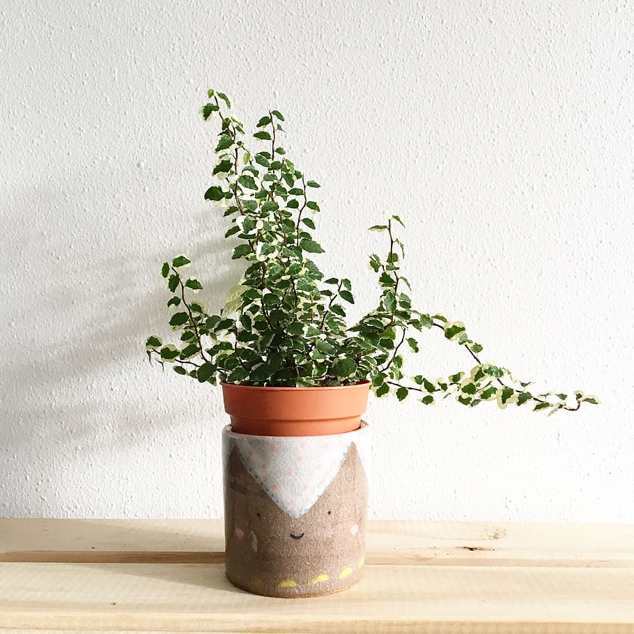 Green Leafy Plant Potted on Clay Pot, blur, ceramic, close-up HD wallpaper
