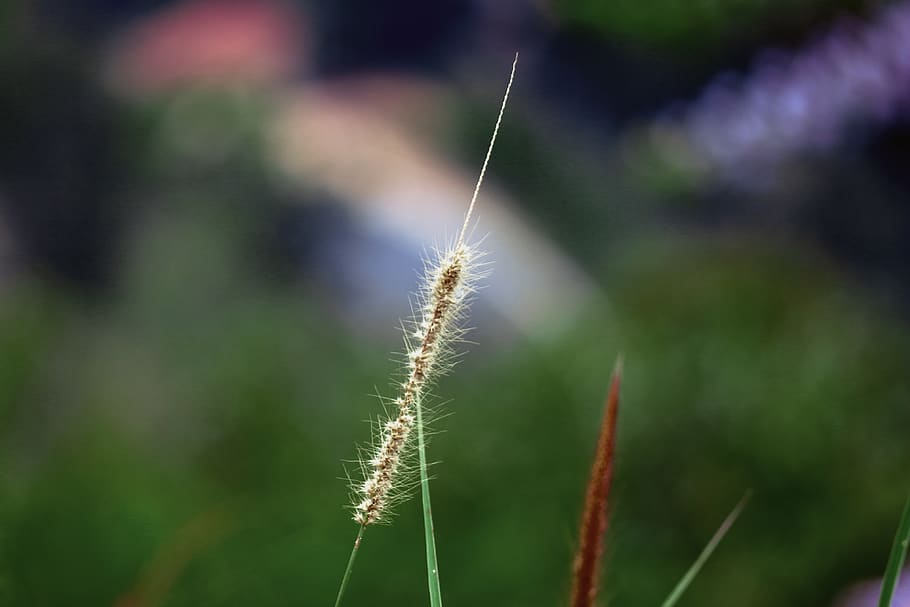 grass, grain, golden, blur, background, spiky, crop, field HD wallpaper