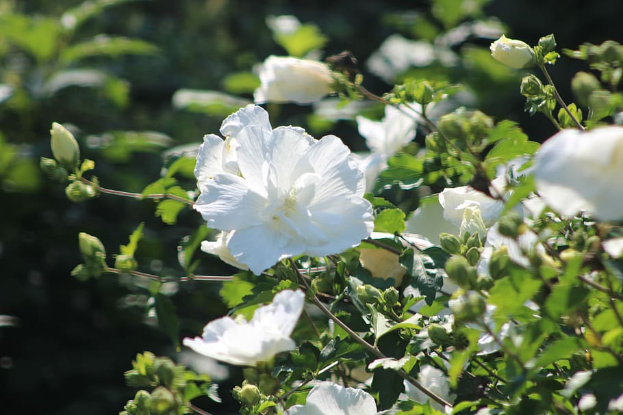 flowers, white, garden, spring, bloom, nature, summer, petals HD wallpaper